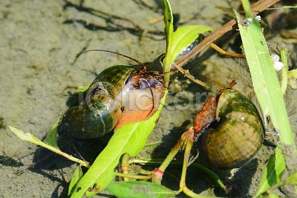사람없음 JPG 포토 달팽이(동물) 동물 물 야외 연못 우렁이 자연 주간 풀(식물)