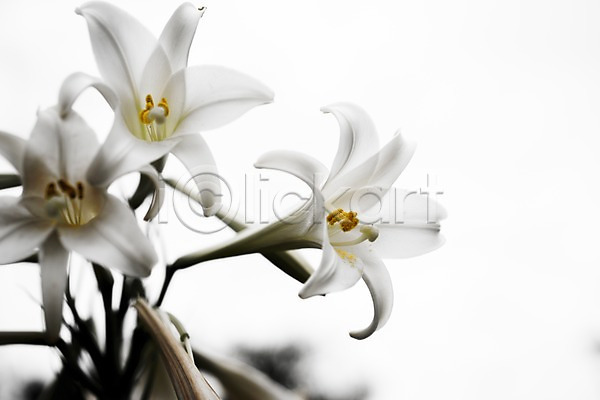 사람없음 JPG 아웃포커스 포토 꽃 백합(꽃) 세송이 식물 자연 흰색