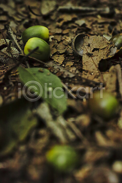 사람없음 JPG 근접촬영 아웃포커스 포토 가을(계절) 나뭇잎 낙엽 도토리 식물 야외 자연 주간 풍경(경치)