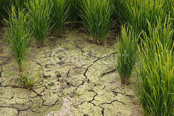 사람없음 JPG 포토 가뭄 균열 논 농경지 땅 모내기 식물 야외 일본 자연 주간 풍경(경치)