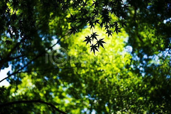 사람없음 JPG 로우앵글 아웃포커스 포토 나무 나뭇잎 단풍 단풍나무 백그라운드 야외 일본 자연 주간 초록색 풍경(경치)