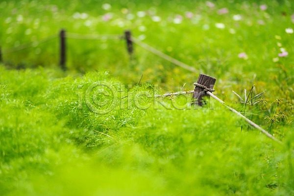 사람없음 JPG 아웃포커스 포토 꽃 말뚝 밧줄 백그라운드 식물 야외 울타리 자연 주간 초록색 초원(자연) 풍경(경치)