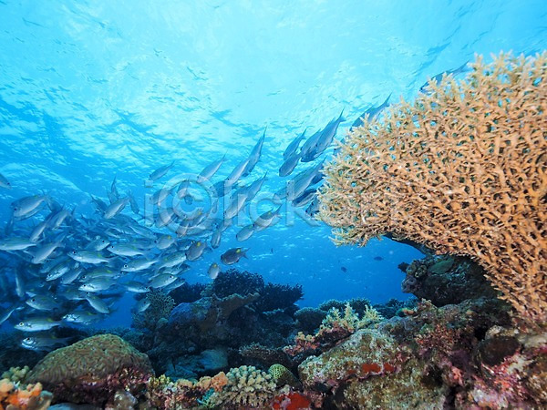 사람없음 JPG 포토 동물 바다 바닷속 산호 수중 수중동물 수중사진 어류 여러마리 자연 풍경(경치)
