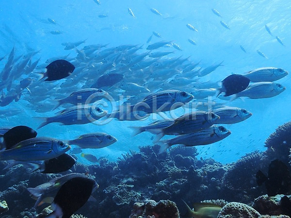 사람없음 JPG 포토 동물 바다 바닷속 산호 수중 수중동물 수중사진 어류 여러마리 자연 풍경(경치)