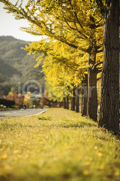 사람없음 JPG 포토 가을(계절) 경주(경상북도) 길 단풍 도로 야외 은행나무 은행잎 자연 주간 통일전 풍경(경치)