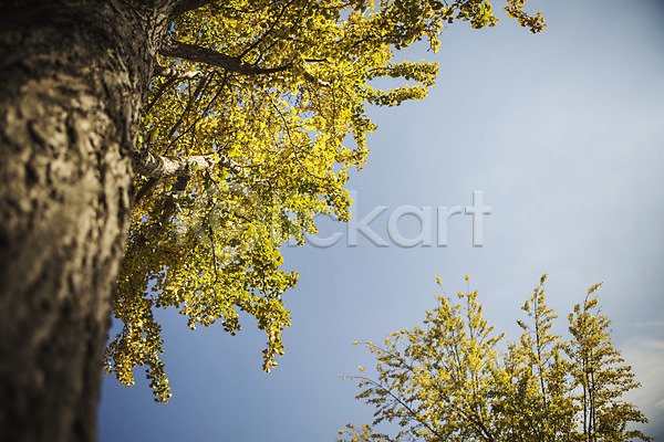 사람없음 JPG 포토 가을(계절) 경주(경상북도) 단풍 야외 은행나무 은행잎 자연 주간 통일전 풍경(경치) 하늘