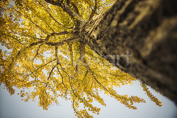 사람없음 JPG 로우앵글 포토 가을(계절) 경주(경상북도) 단풍 야외 은행나무 은행잎 자연 주간 통일전 풍경(경치)