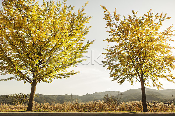 사람없음 JPG 포토 가을(계절) 경주(경상북도) 단풍 산 야외 은행나무 은행잎 자연 주간 통일전 풍경(경치)