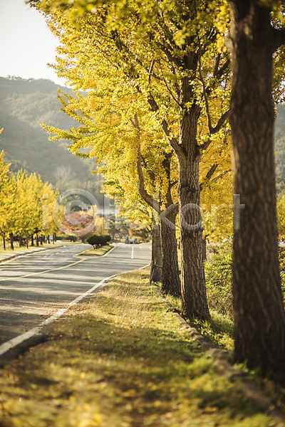 사람없음 JPG 포토 가을(계절) 경주(경상북도) 길 단풍 도로 야외 은행나무 은행잎 자연 주간 통일전 풍경(경치)
