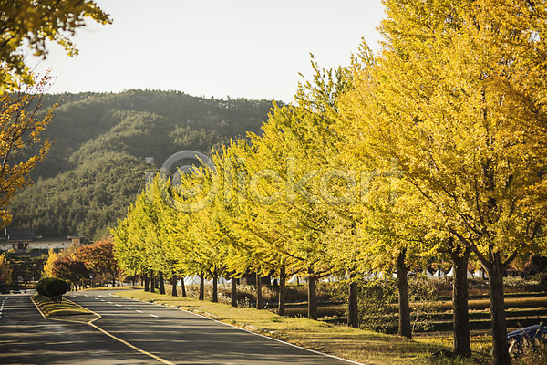 사람없음 JPG 포토 가을(계절) 경주(경상북도) 길 단풍 도로 산 야외 은행나무 은행잎 자연 주간 통일전 풍경(경치)