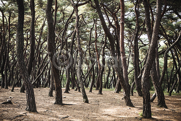 사람없음 JPG 포토 가을(계절) 경주(경상북도) 소나무 소나무숲 숲 야외 유적지 자연 주간 풍경(경치)