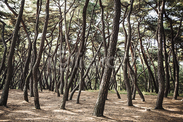 사람없음 JPG 포토 가을(계절) 경주(경상북도) 소나무 소나무숲 숲 야외 유적지 자연 주간 풍경(경치)