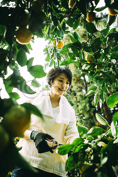 즐거움 30대 성인 성인만 성인여자만 여자 한국인 한명 JPG 앞모습 포토 귤 농장 미소(표정) 서기 수확 야외 제주도 주간