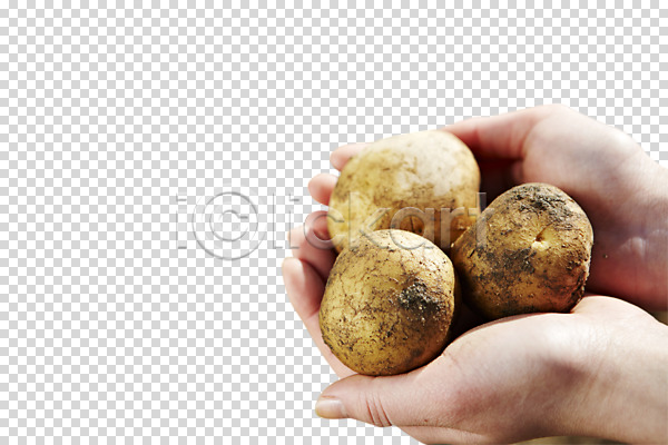 성인 신체부위 한명 PNG 편집이미지 감자 농작물 들기 손 식물 식재료 유기농 편집 편집소스