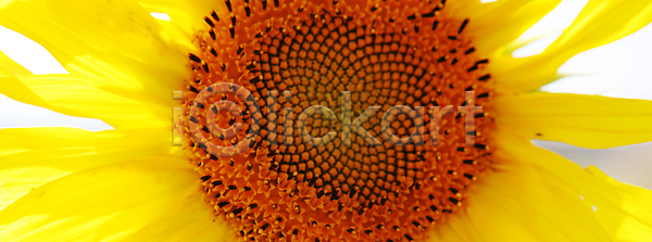 사람없음 JPG 포토 해외이미지 1 노란색 묘사 야외 자연 타입 파란색 하늘 해바라기 해외202004 해외포토