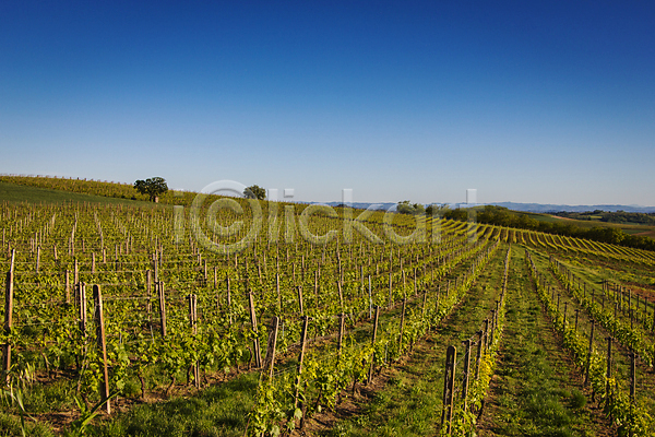 사람없음 JPG 포토 해외이미지 농업 산기슭 시골 양조장 언덕 와인 이탈리아 자연 줄서기 초록색 파란색 포도밭 풍경(경치) 하늘 해외202004
