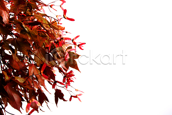 사람없음 JPG 포토 해외이미지 가을(계절) 계절 고립 나무 나뭇가지 단풍 방법 백그라운드 빨간색 식물 옛날 오렌지 일본 잎 자연 정맥 해외202004