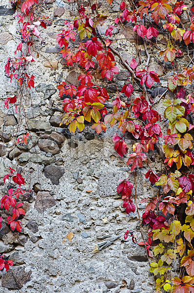 사람없음 JPG 포토 해외이미지 가을(계절) 계절 노란색 바위 백그라운드 벽 빨간색 식물 아이비 잎 장식 초록색 컬러풀 패턴 포장 해외202004 회색