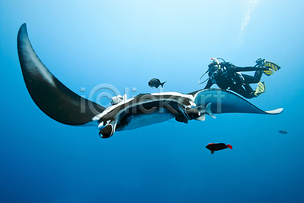 사람없음 JPG 포토 해외이미지 광선 다이빙 동물 동물상 멕시코 물 바다 수중 야생동물 어류 자연 잠수부 파란색 해외202004