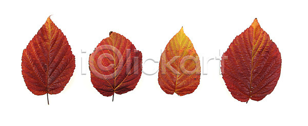 사람없음 JPG 포토 해외이미지 10월 11월 가을(계절) 계절 고립 나무 내추럴 빨간색 산딸기 세트 수집 식물 오브젝트 잎 자연 컬러풀 해외202004