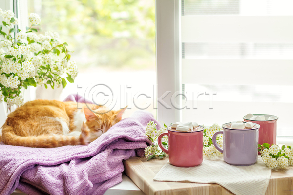 사람없음 JPG 포토 해외이미지 고양이 꽃 담요 반려동물 반려묘 실내 잠 창문 코코아 한마리 해외202004