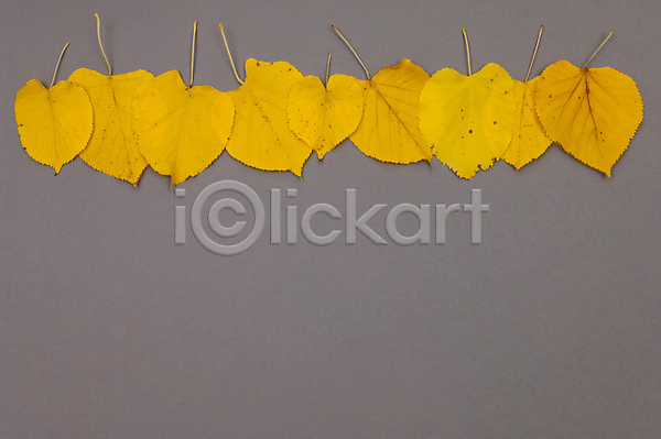 활발 사람없음 JPG 포토 해외이미지 10월 가을(계절) 계절 내추럴 노란색 배열 백그라운드 잎 줄서기 패턴 해외202004 회색
