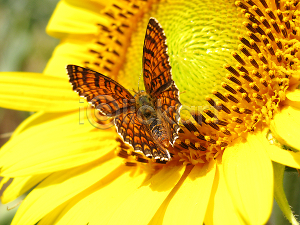 사람없음 JPG 포토 해외이미지 곤충 꽃 꽃잎 나비 노란색 동물 동물상 밭 생물학 식물 야생동물 야외 여름(계절) 자연 잔디 해바라기 해외202004 환경 황무지
