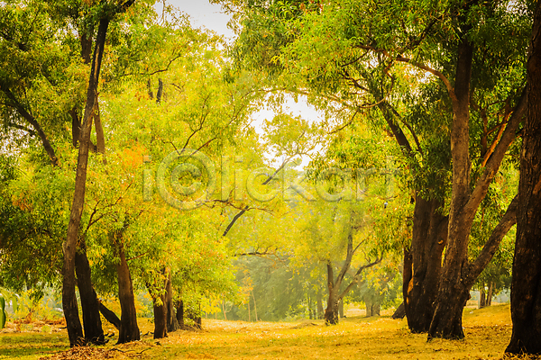 신비 사람없음 JPG 포토 해외이미지 가을(계절) 강렬 계절 공상 공원 광선 나무 나뭇가지 낙엽 노란색 단풍 도로 불꽃(불) 아치 아침 야외 여름(계절) 오솔길 잎 자연 장면 정원 줄기 초록색 해외202004 햇빛