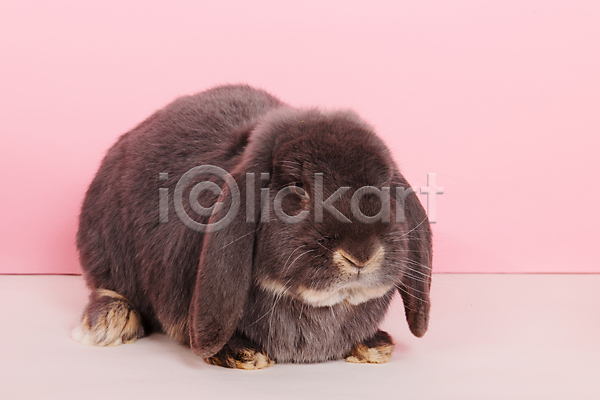 사람없음 JPG 포토 해외이미지 롭이어토끼 분홍색배경 실내 앉기 응시 토끼 한마리