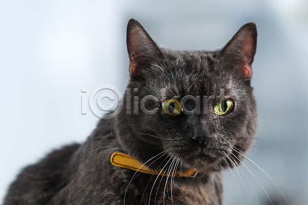 사람없음 JPG 포토 해외이미지 고양이 노란색 눈(신체부위) 동물 복종 큼 해외202004 회색