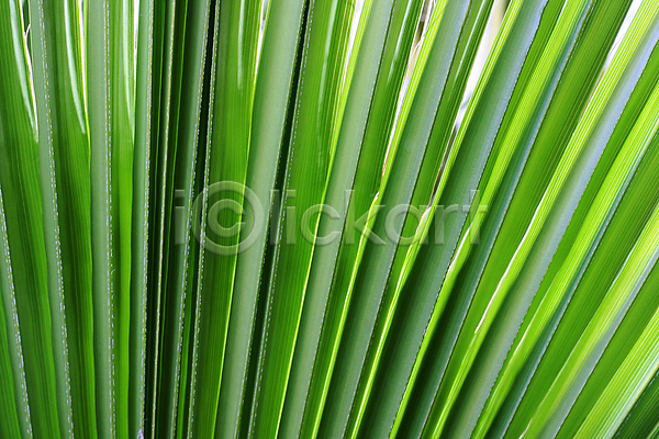 사람없음 JPG 포토 해외이미지 나무 나뭇가지 백그라운드 부분 손바닥 식물 잎 자연 초록색 해외202004