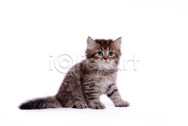 사람없음 JPG 포토 고양이 동물 반려 반려동물 반려묘 스튜디오촬영 육지동물 척추동물 포유류 한마리