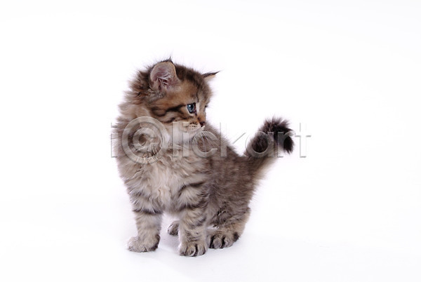 사람없음 JPG 포토 고양이 동물 반려 반려동물 반려묘 스튜디오촬영 육지동물 척추동물 포유류 한마리
