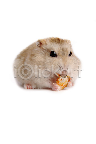 사람없음 JPG 포토 동물 로보로브스키 반려 반려동물 스튜디오촬영 육지동물 쥐 집쥐 척추동물 포유류 한마리 햄스터