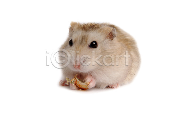 사람없음 JPG 포토 동물 로보로브스키 반려 반려동물 스튜디오촬영 육지동물 쥐 집쥐 척추동물 포유류 한마리 햄스터