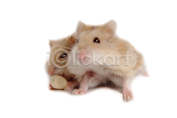 사람없음 JPG 포토 동물 두마리 로보로브스키 반려 반려동물 스튜디오촬영 육지동물 쥐 집쥐 척추동물 포유류 햄스터