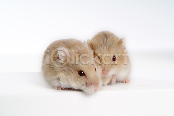 사람없음 JPG 포토 동물 두마리 로보로브스키 반려 반려동물 스튜디오촬영 육지동물 쥐 집쥐 척추동물 포유류 햄스터