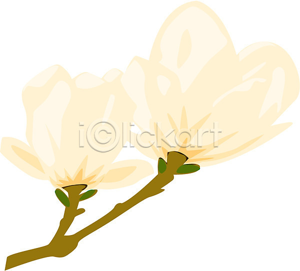 사람없음 EPS 아이콘 계절 꽃 꽃잎 목련 봄 봄꽃 식물 자연 클립아트