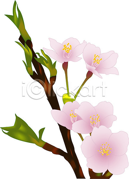 사람없음 EPS 일러스트 계절 꽃 꽃잎 나뭇가지 매화 봄 봄꽃 식물 잎 자연 줄기 클립아트 화초