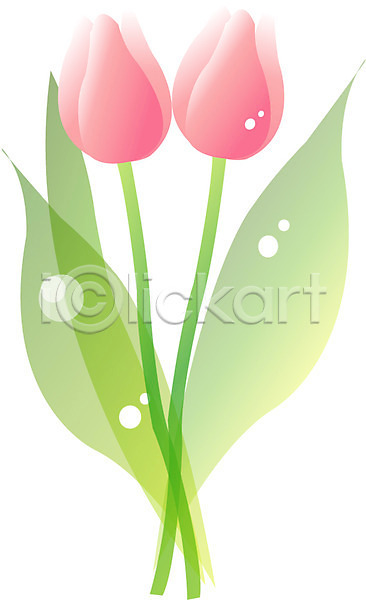 사람없음 EPS 일러스트 계절 꽃 꽃잎 두송이 봄 봄꽃 분홍색 식물 잎 자연 줄기 초록색 클립아트 튤립 화초