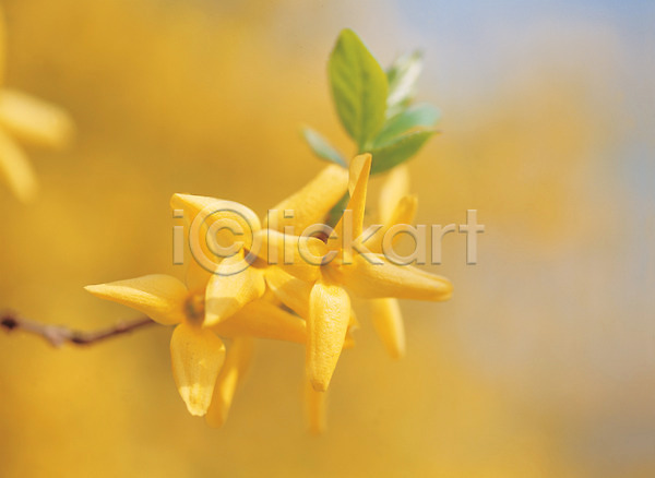 사람없음 JPG 근접촬영 포토 개나리 꽃 노란색 백그라운드 봄 봄꽃 식물 야외 자연 주간