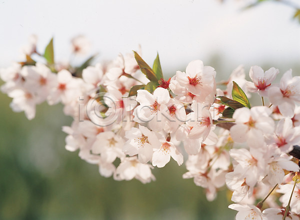 사람없음 JPG 근접촬영 포토 꽃 백그라운드 벚꽃 봄 식물 야외 여러송이 주간 풍경(경치)