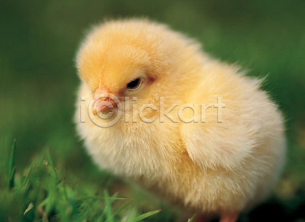사람없음 JPG 근접촬영 포토 하이앵글 가축 노란색 닭 동물 병아리 야외 조류 주간 척추동물 한마리