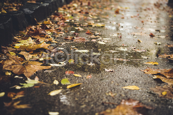 사람없음 JPG 포토 가을(계절) 낙엽 단풍 바닥 백그라운드 비(날씨) 야외 주간 풍경(경치) 흐림