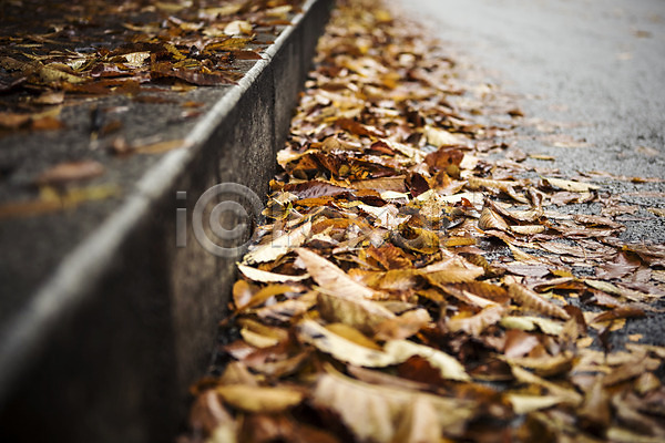 사람없음 JPG 포토 가을(계절) 낙엽 바닥 백그라운드 비(날씨) 야외 주간 풍경(경치) 흐림