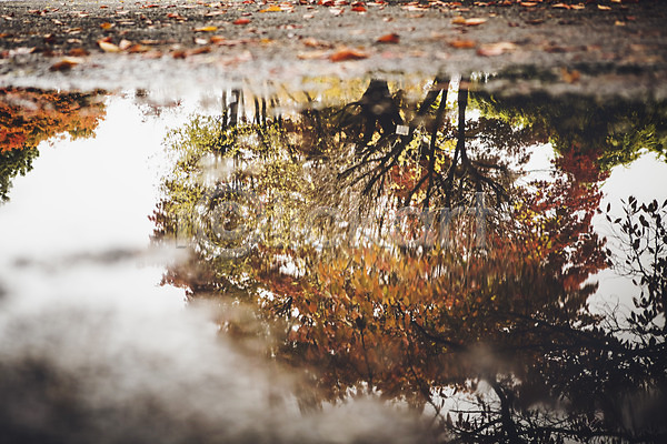 사람없음 JPG 포토 가을(계절) 나무 낙엽 물 반사 백그라운드 비(날씨) 야외 주간 풍경(경치) 흐림