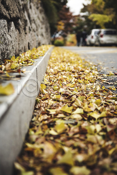 사람없음 JPG 아웃포커스 포토 가을(계절) 낙엽 바닥 백그라운드 야외 은행잎 주간 풍경(경치) 흐림
