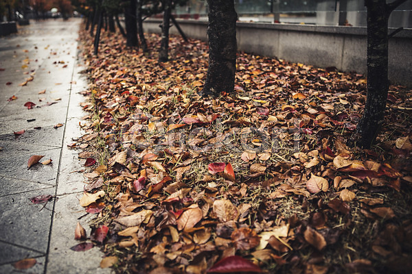 사람없음 JPG 포토 가을(계절) 나무 낙엽 바닥 백그라운드 비(날씨) 야외 주간 풍경(경치) 흐림