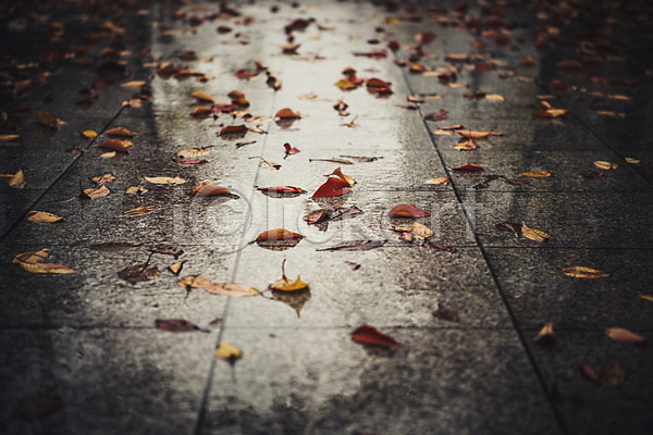 사람없음 JPG 포토 가을(계절) 낙엽 바닥 백그라운드 비(날씨) 야외 주간 풍경(경치) 흐림