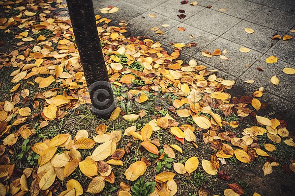 사람없음 JPG 포토 가을(계절) 나무 낙엽 바닥 백그라운드 비(날씨) 야외 주간 풍경(경치)